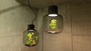 Лампа-террариум с закрытой экосистемой