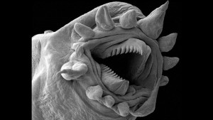 30+ фантастических фотографий предметов и существ под микроскопом
