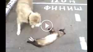 Короткое видео: как кот собаку надурил