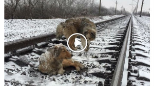 Люди увидели двух собак на рельсах. Когда проехал поезд, у прохожих отняло дар речи!