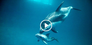 рождение дельфина