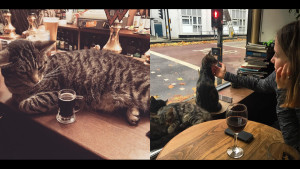 Этот паб — настоящий рай для любителей пива и кошек!