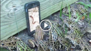 Леопардовые лягушки смотрят фильм про червяков