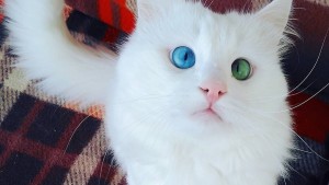 Самый красивый кот в мире живет в Турции