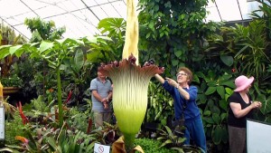 В США в очередной раз расцвел гигантский трупный цветок
