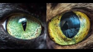 Разновидность кошачьих глаз