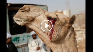 Ужасы самого большого рынка верблюдов в Африке… На это просто невыносимо смотреть!