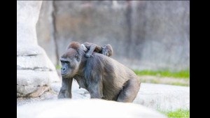 Фото детеныша гориллы и маленькой девочки разошлось по соцсетям