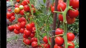 После этого ваши томаты будут расти как на дрожжах