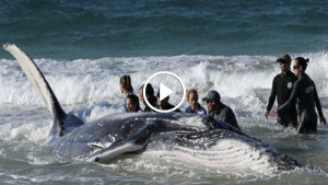 Удивительное спасение кита, благодарность за освобождение поражает
