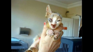 Девочка спасла от неминуемой смерти несчастного котенка (7 фото)