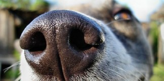 Инженеры вдохновились собачьим носом при создании нового детектора запахов