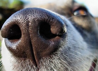 Инженеры вдохновились собачьим носом при создании нового детектора запахов