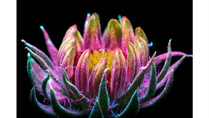 Красота цветов, освещённых ультрафиолетом