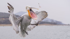 Дикие птицы: фотограф Марек Яцковский
