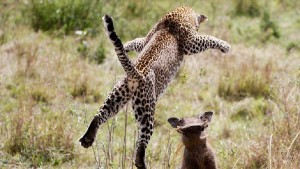 Охота летающего леопарда