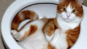 Неожиданное расположение: кошки умеют устроиться(фото)!