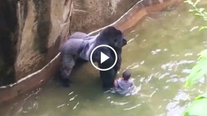 Ребёнок упал в вольер с гориллами! В то, что произошло дальше, трудно поверить…