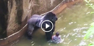 Ребёнок упал в вольер с гориллами