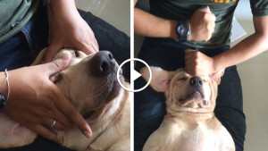 Релакс-массаж для животных в Тайланде. Пёс лежит и балдеет!