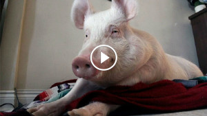 Семья думала, что завели карликовую свинку. Но их ждал сюрприз…