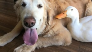 Дружба собаки и гуся