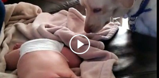 Пес укрывает младенца