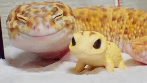 Позитивный геккон не может перестать довольно улыбаться