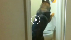 Этот умный пес ходит в туалет на унитаз! Невероятно!