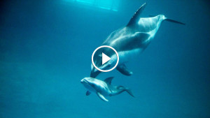 Это невероятное чудо – рождение дельфина! Стань свидетелем!